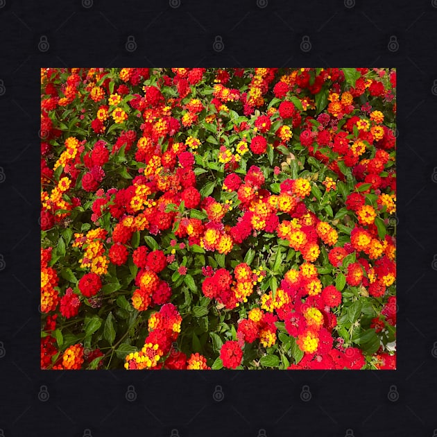 Beautiful Red And Orange Lantana Flowers by egcreations